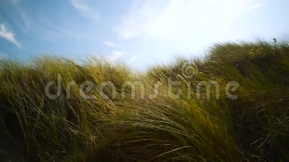 荷兰ZuidKennemerland国家公园沙丘马兰草的缓慢运动视频的预览图