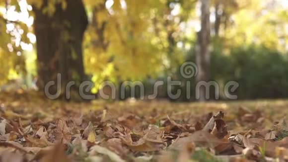 背景下午的秋天公园树叶金色的时光美丽的彩色叶子视频的预览图