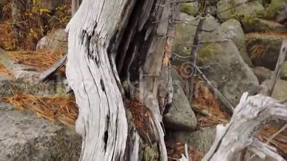 大自然奇妙的树木从石顶生长视频的预览图