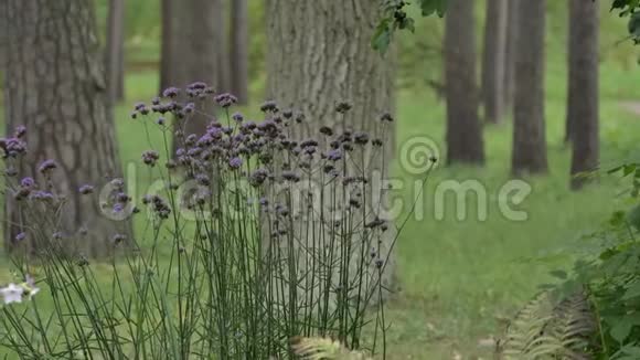 绿色森林中的紫色花朵视频的预览图