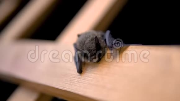 愤怒的蝙蝠缓缓张开嘴视频的预览图