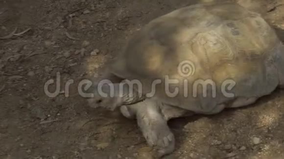 一只非洲大乌龟在地上爬行辽阔的非洲大地上的海龟野生动物视频的预览图