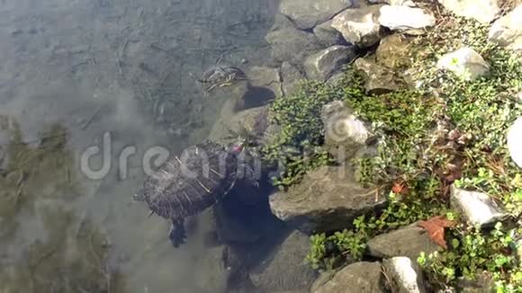 海龟在清澈的湖水中游泳视频的预览图