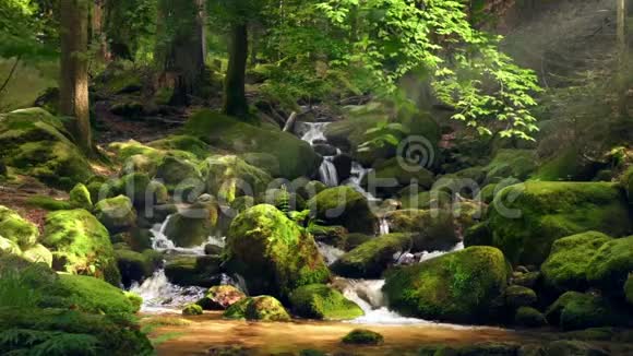 宁静的风景在美丽的绿色森林中阳光明媚的山溪视频的预览图