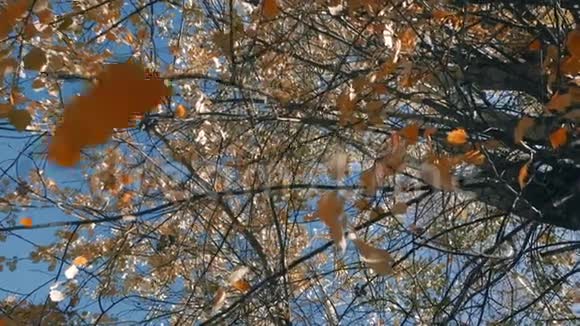 秋天的落叶在晴朗的一天视频的预览图
