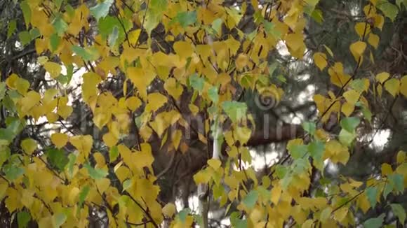 秋天的树动了下来视频的预览图