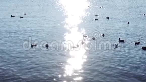 早上鸭子的慢动作视频的预览图