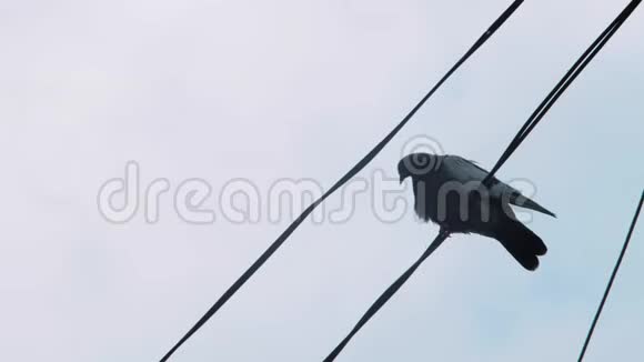 一只孤独的鸽子坐在电线上对着灰色多云的天空一只鸽子在电线上4k4k录像60英尺视频的预览图