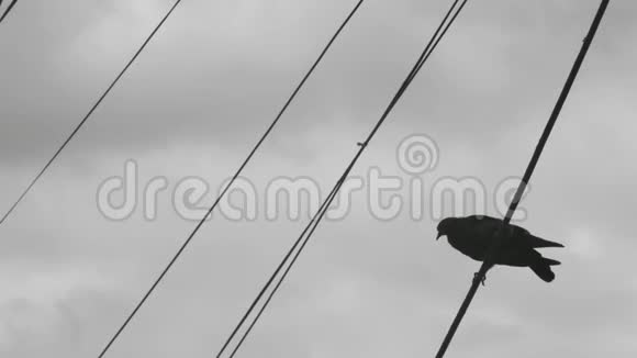 一只孤独的鸽子坐在电线上对着灰色多云的天空一只鸽子在电线上4k4k录像60英尺视频的预览图