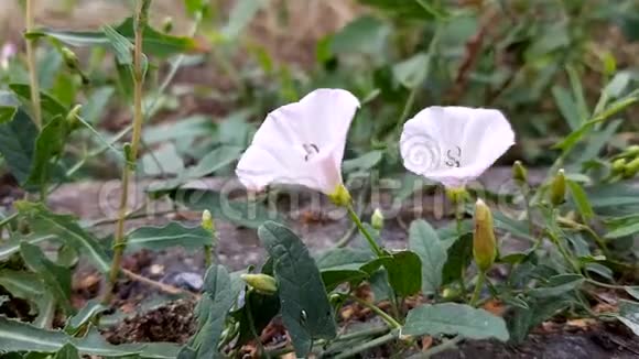 桦树植物在花园的自然背景上生长着新鲜娇嫩的花朵视频的预览图
