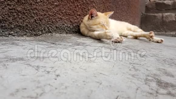 一个夏天一只淡姜猫在房子附近的石头地板上睡着了视频的预览图
