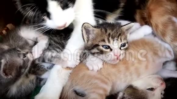 小蓝眼睛的小猫和他们的猫妈妈和喵视频的预览图
