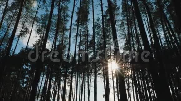 阳光透过松林中的树木照耀视频的预览图