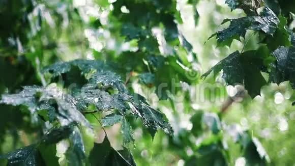 枫树间的夏雨视频的预览图