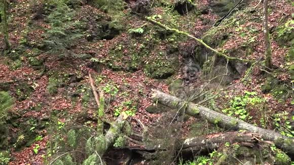 一片森林中的破树视频的预览图