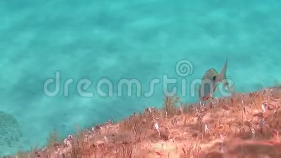 水下的一段缓慢运动的鞍状海燕又称鞍或吃海洋生物视频的预览图