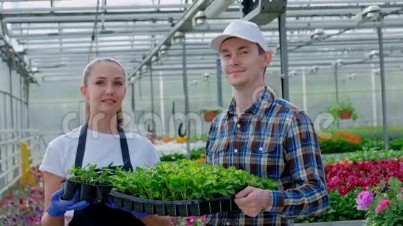 两个年轻的农民一个农学家一个穿着格子花衬衫和围裙的花匠正把绿色植物放在背景中视频的预览图