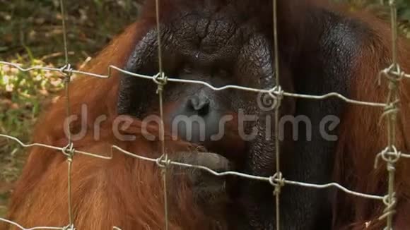 特写猩猩嘴猩猩乌潭岛视频的预览图