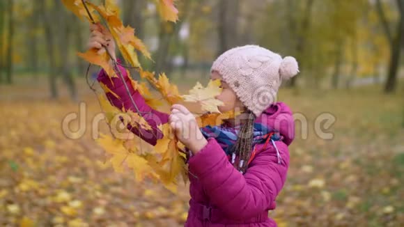 好奇的女孩在秋天撕裂黄色的枫叶视频的预览图
