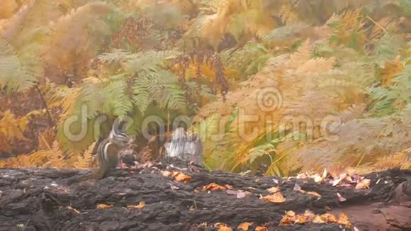 秋天森林里一只木头上的花栗鼠视频的预览图