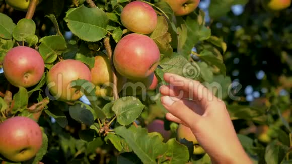 阳光明媚的一天女人的手从花园的一棵苹果树上采集了一只熟苹果视频的预览图