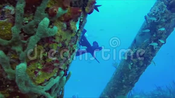 水肺潜水员水下漂浮和研究码头桩视频的预览图