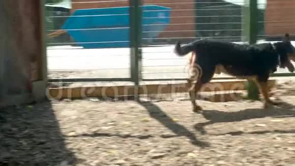 残疾狗在栅栏附近奔跑视频的预览图