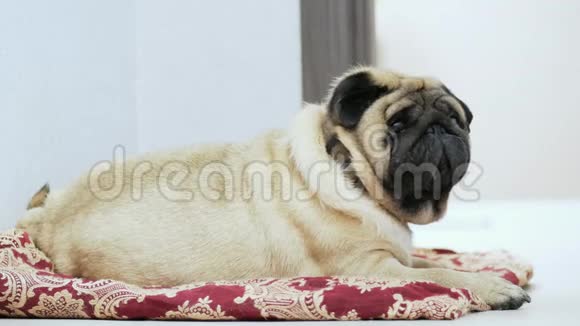 可爱又胖的小狗躺在毯子或枕头上懒狗睡在狗的地方视频的预览图