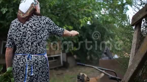 年长的农村妇女在她的院子里领取养老金她受到一只链狗的欢迎把爪子伸向她的手受过训练的动物视频的预览图