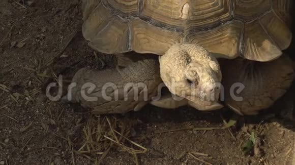 大老龟特写乌龟坐在原地非洲古代动物视频的预览图