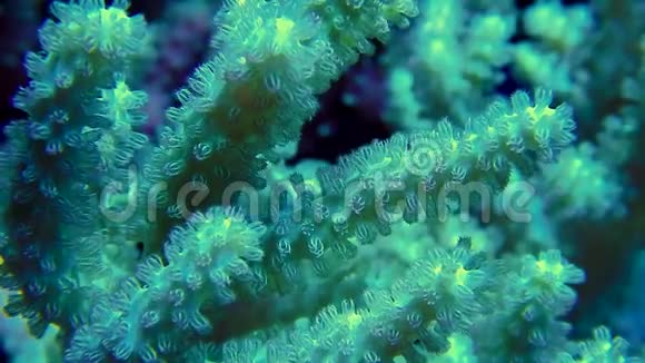 绿色皮革珊瑚分支和保利细节视频的预览图