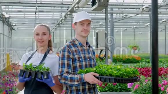 两个年轻的农民一个农学家一个穿着格子花衬衫和围裙的花匠正把绿色植物放在背景中视频的预览图