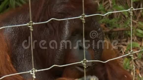 雄性猩猩吃苹果猩猩乌坦岛视频的预览图