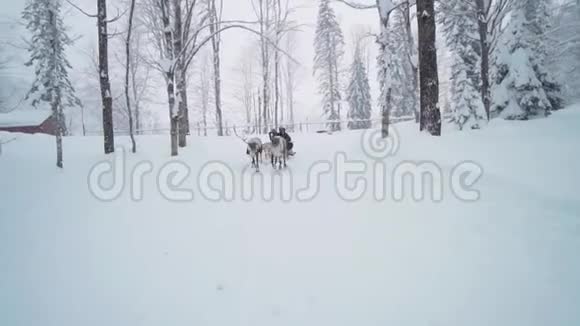 滑雪场娱乐活动在冬天的风景里骑驯鹿雪橇驯鹿雪橇景点的女游客视频的预览图
