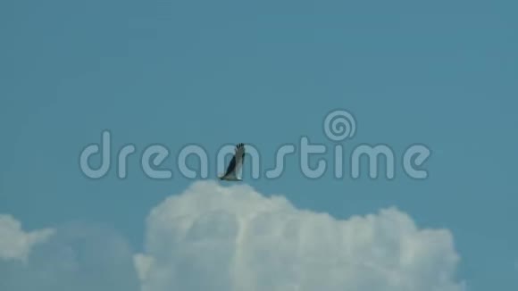 马来西亚贝伦雨林鹰飞高视频的预览图