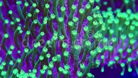 绿色蟾蜍工具皮革珊瑚Polyp细节视频的预览图