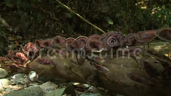 热带蘑菇马来西亚贝勒姆雨林视频的预览图