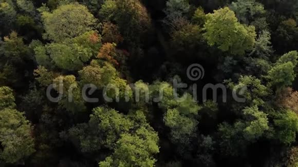 早晨从博洛涅森林的树冠上用埃菲尔铁塔揭示巴黎天际线视频的预览图