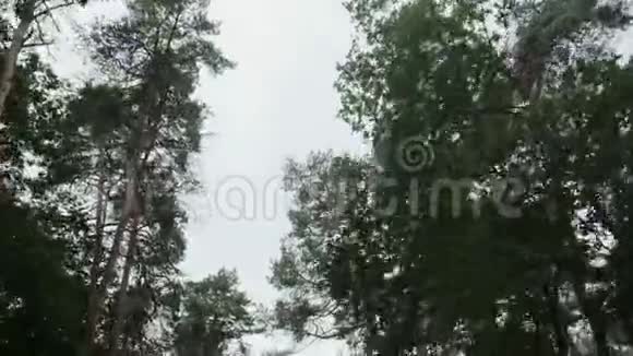夏季从德国的一片森林中的橡树下追踪拍摄的照片视频的预览图