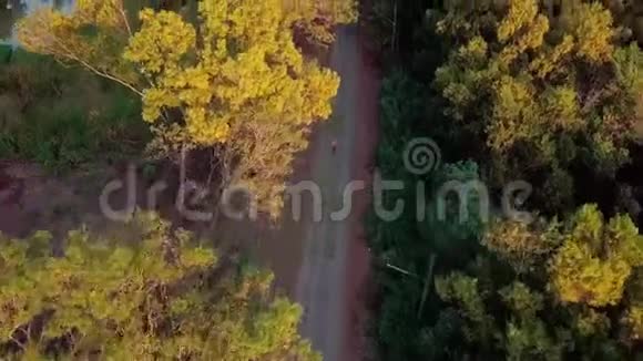 在春色葱郁的绿林中骑自行车的骑自行车的空中景色温暖的晨光视频的预览图