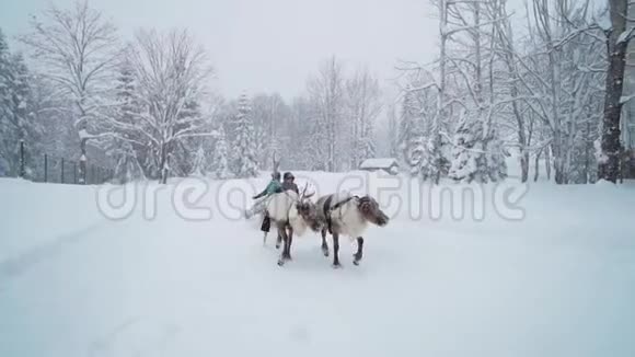 滑雪场娱乐活动在冬天的风景里骑驯鹿雪橇驯鹿雪橇景点的女游客视频的预览图