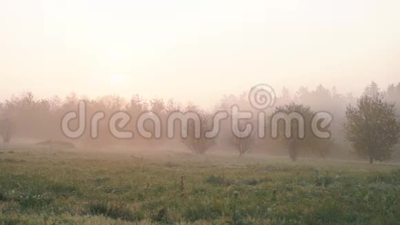 在城市公园里的早晨雾被风吹到一边视频的预览图