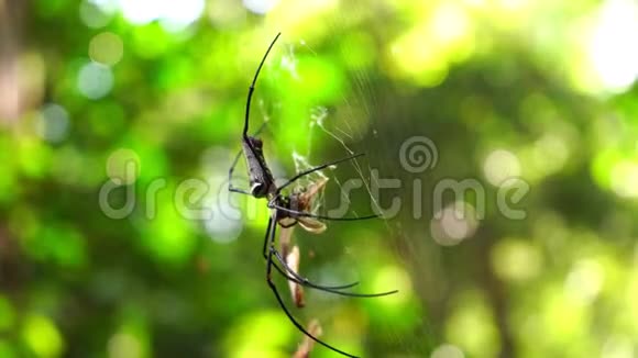 热带雨林中的金球织女蜘蛛视频的预览图