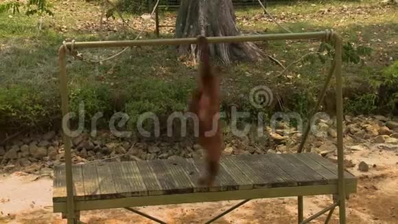 马来西亚奥兰乌坦岛猩猩秋千视频的预览图