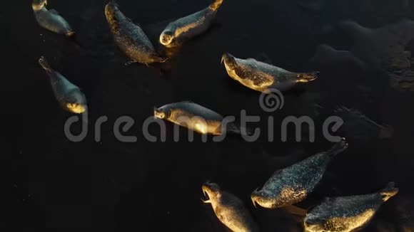 野生动物海狮殖民地许多海豹毛皮海豹走在夕阳桑迪海滩视频的预览图