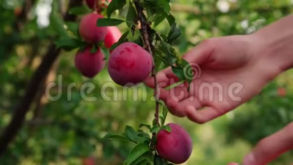 女士的手收集成熟的红梅从果树视频的预览图