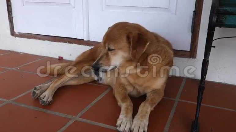 一只狗在露台上放松视频的预览图