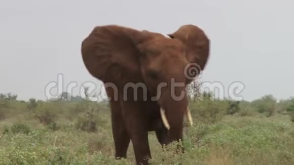 大象警告视频的预览图