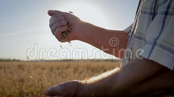 农夫用手把黄金熟粮倒在田间视频的预览图