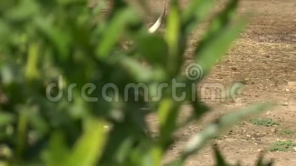 非洲牛躺在地上从灌木后面看奶牛非洲空地上的牛视频的预览图